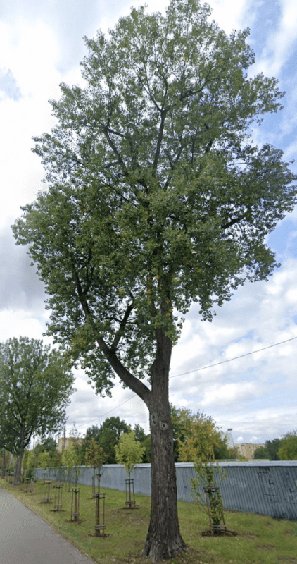 Rembertowskie drzewa