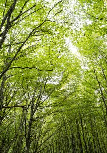 pexels-altan-can-2755525-14754782 pexels-altan-can-2755525-14754782